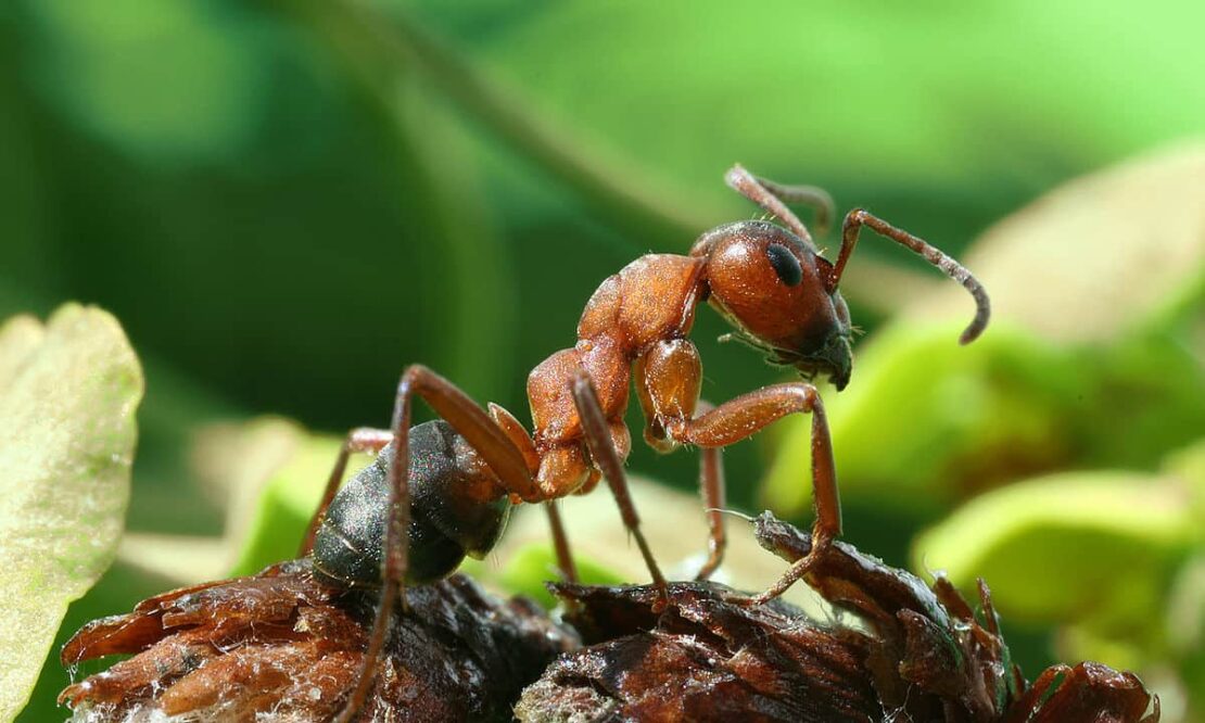 formica rufa horse ant