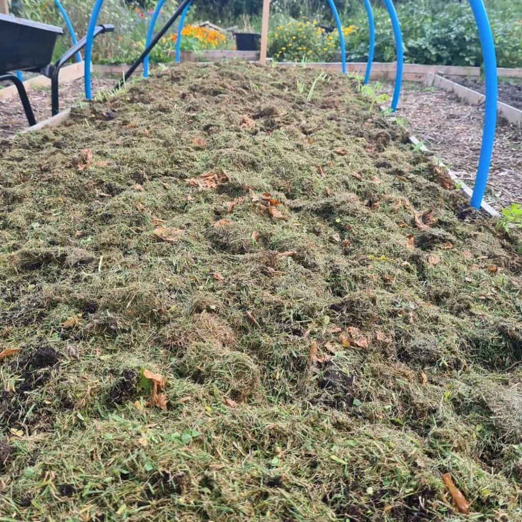 grass clippings can make a perfect mulch