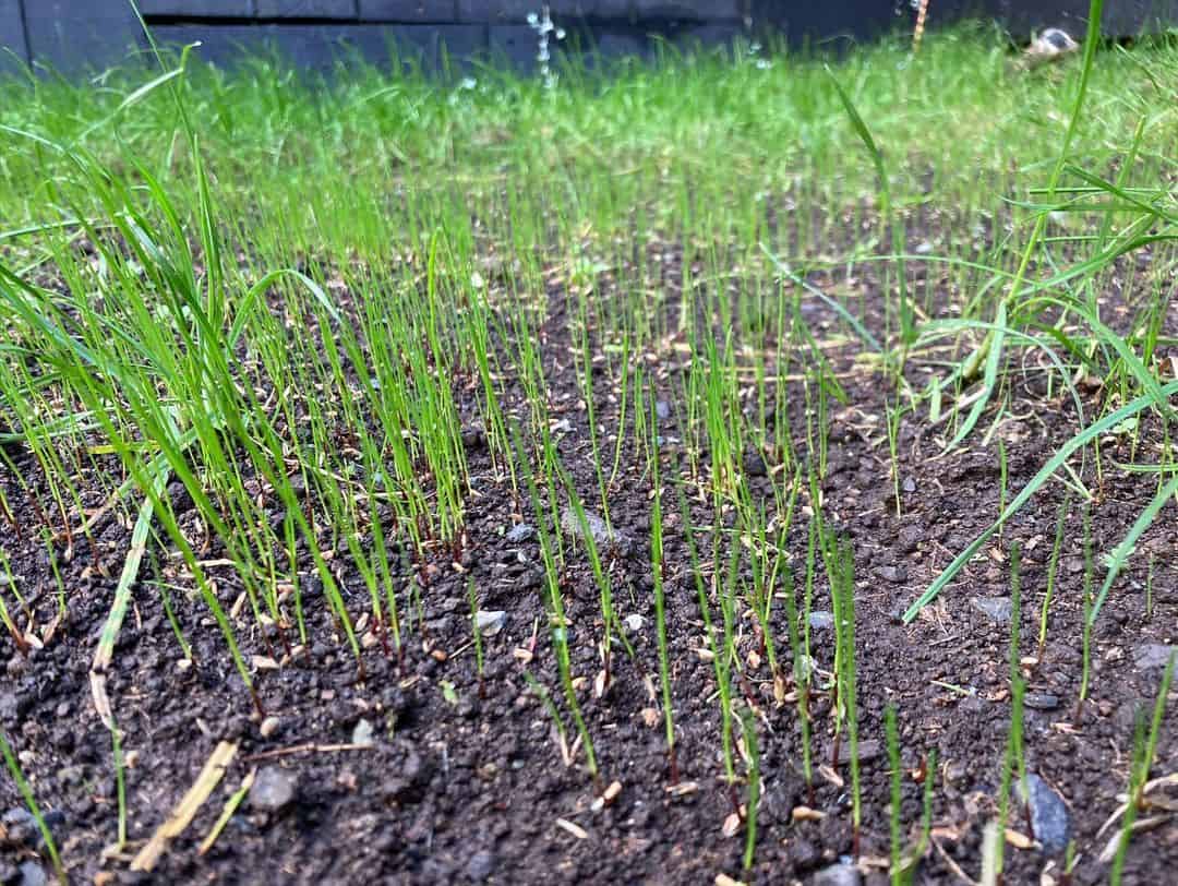grass germination