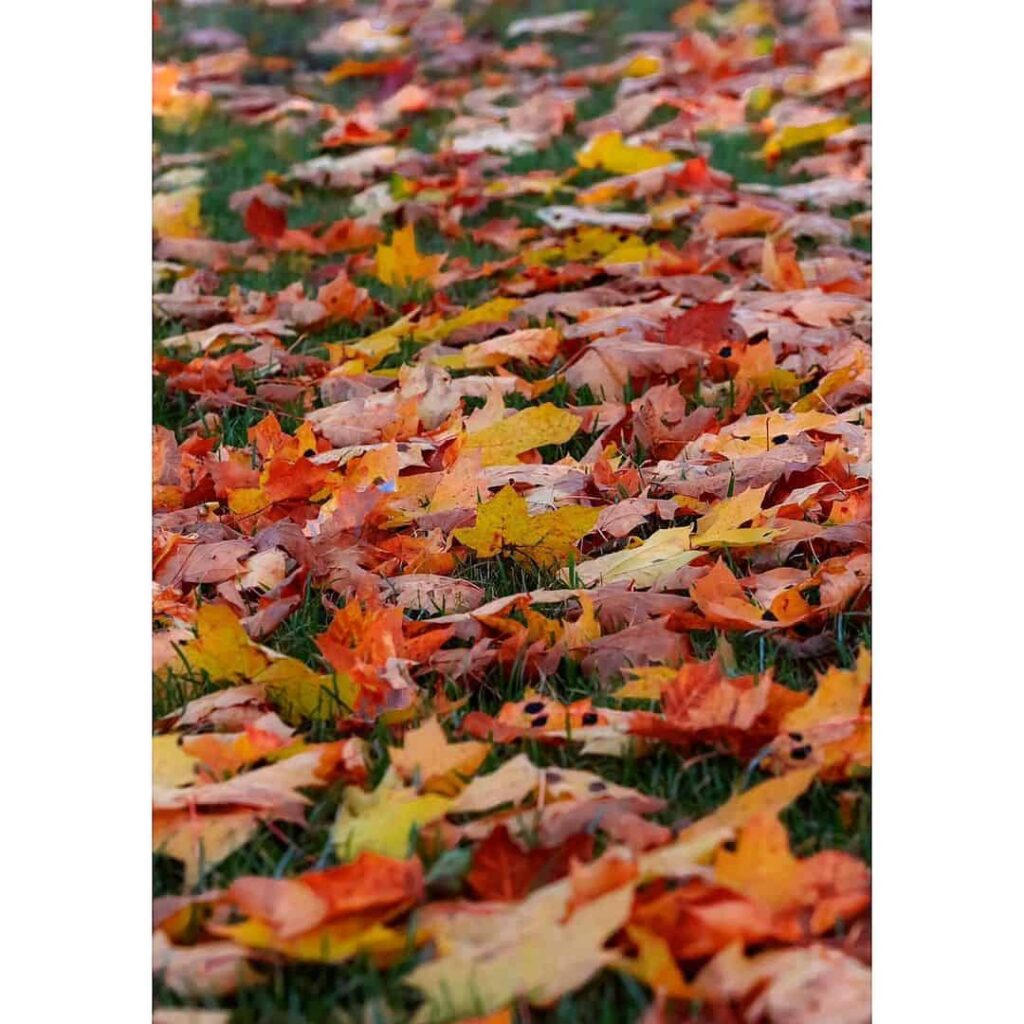 leaves on grass autumn