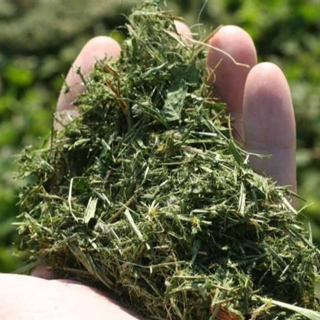 leaving grass clippings on lawn