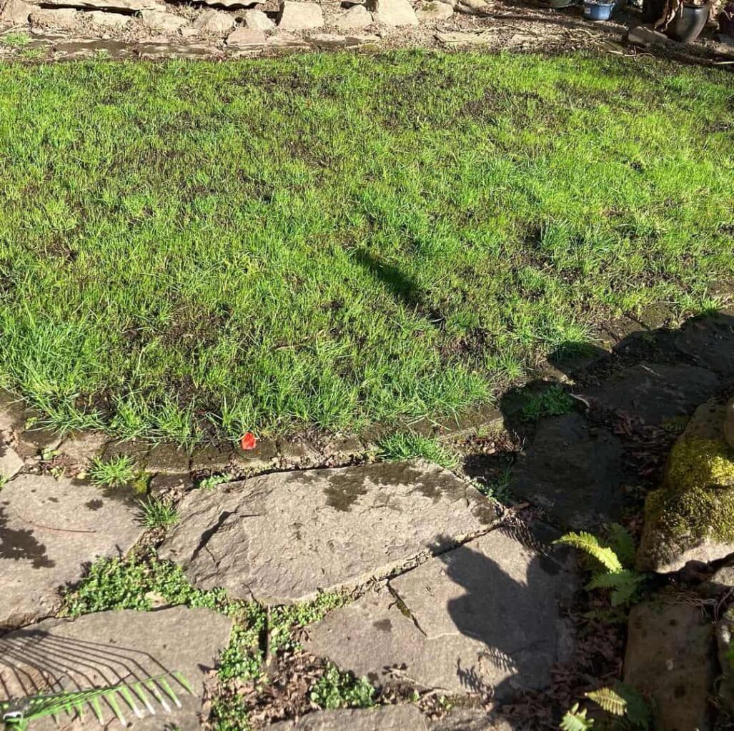 overseed patchy lawn