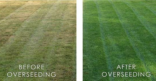 overseeding before after