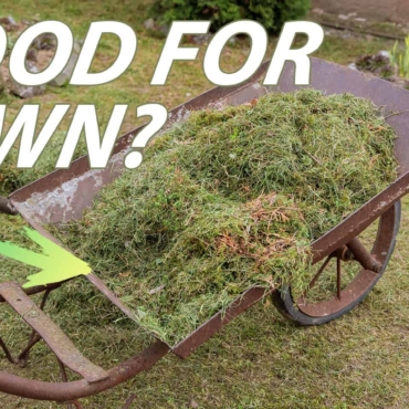 Should I Leave Grass Clippings on Lawn: What Can Happen? 3