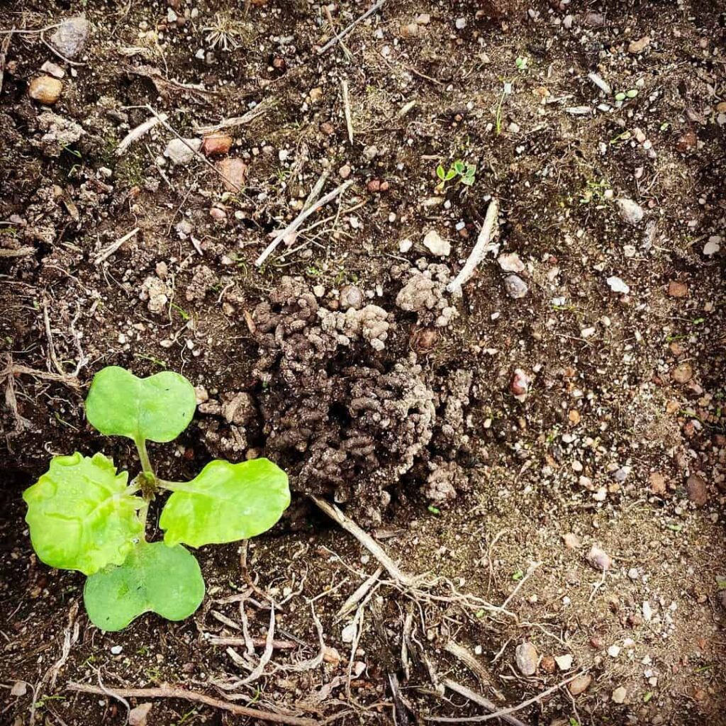 Should You Get Rid of Worm Castings on the Lawn? Maybe! (and how-to) 3 worm castings poop