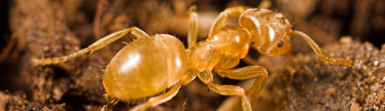 yellow-meadow-ant