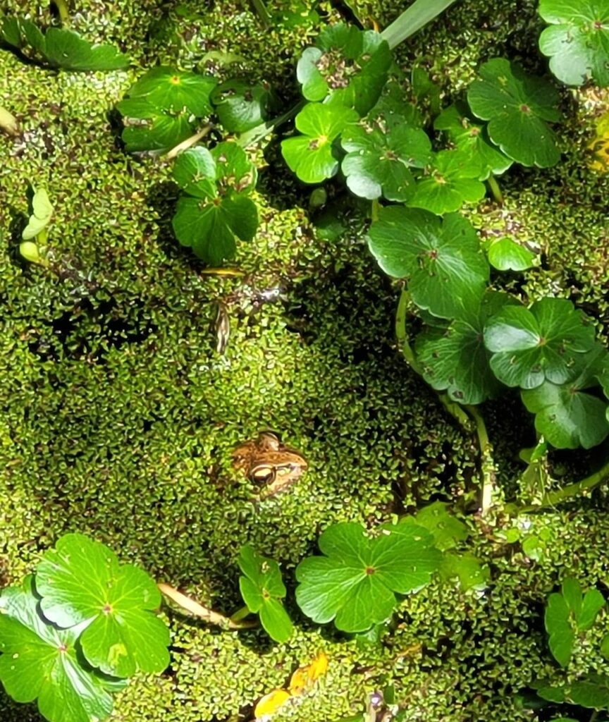 attract frogs for slugs