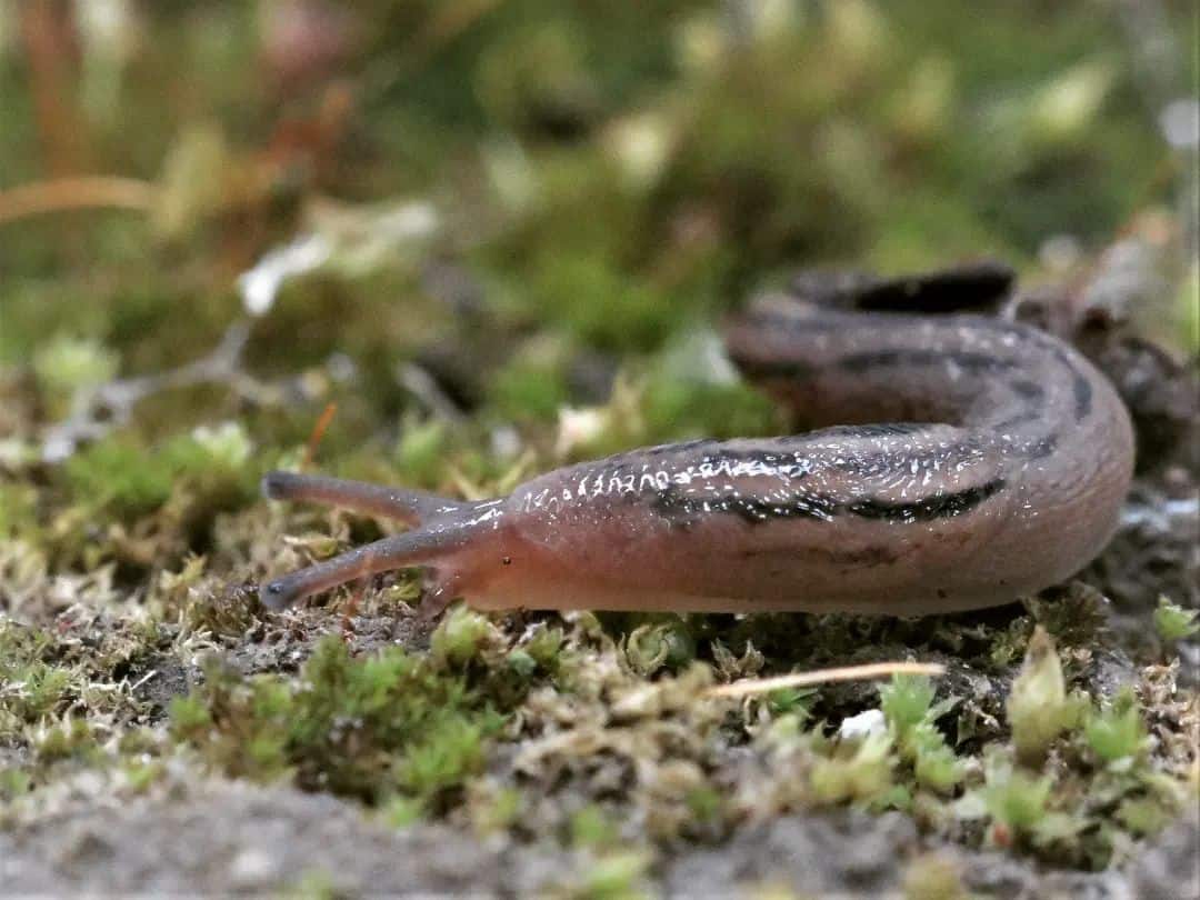 balkan threeband slug