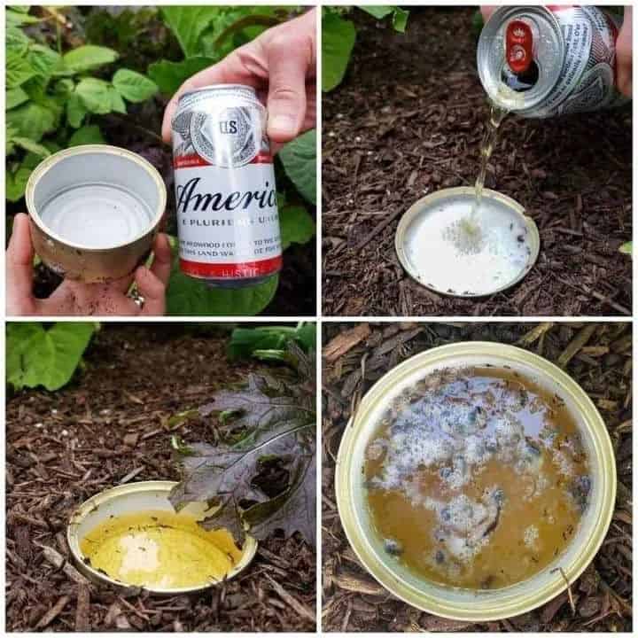 beer traps for slugs on lawn