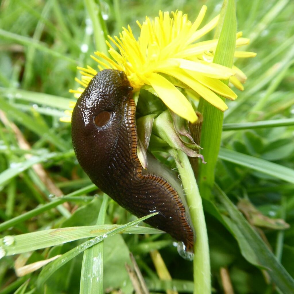black garden slug