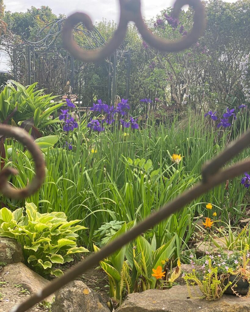 6 Ways to Improve Lawn Drainage and Fix Waterlogged Soil 8 bog garden