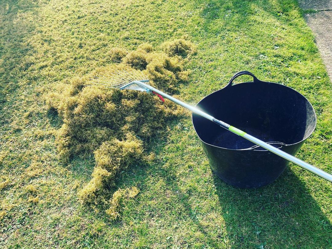 6 Ways to Improve Lawn Drainage and Fix Waterlogged Soil 4 keep lawn moss under control