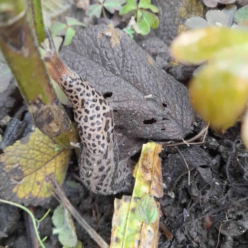 leopard slug