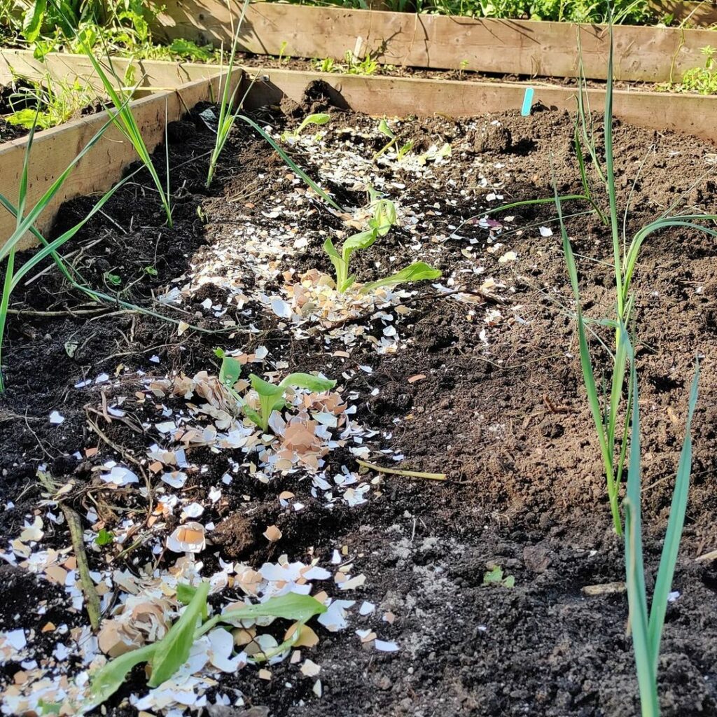 prickly barrier for slugs