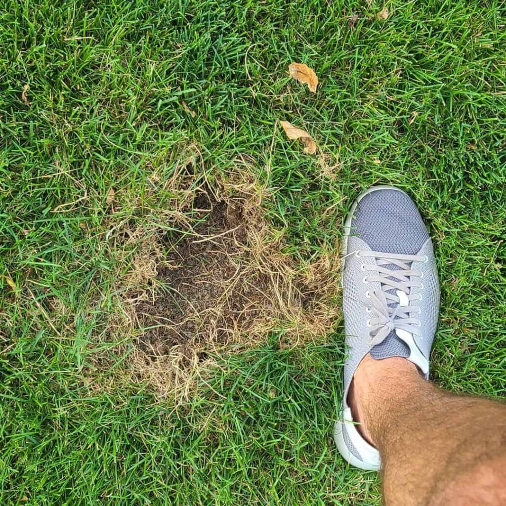 6 Ways to Get Rid of Voles in Your Lawn 6 repair vole hole on the lawn