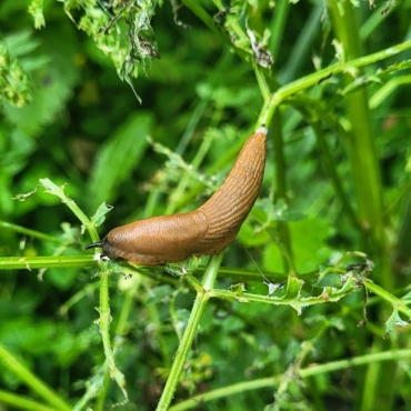 slug infestation on lawn