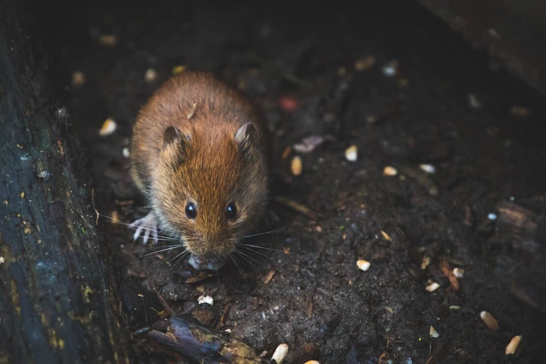 6 Ways to Get Rid of Voles in Your Lawn 4 small vole