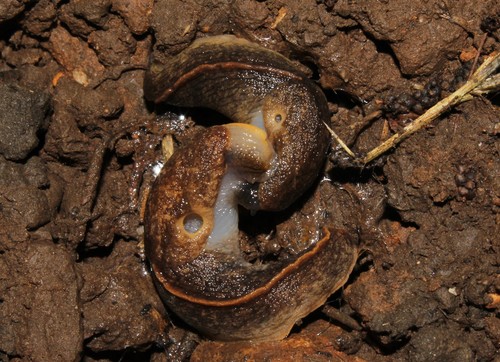 sowerby’s keeled slug