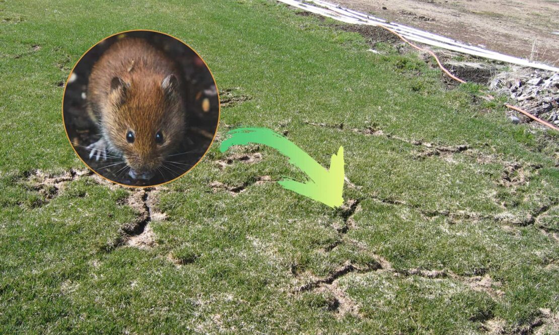6 Ways to Get Rid of Voles in Your Lawn 1 voles-on-lawn