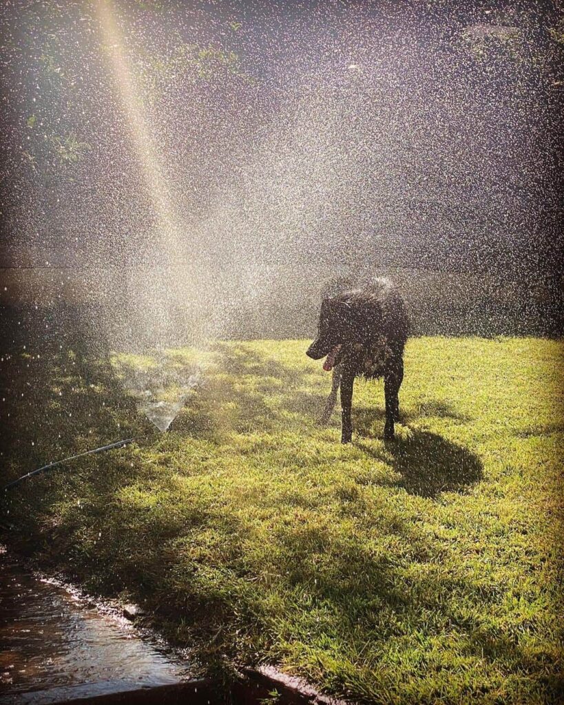 water grass in the sun