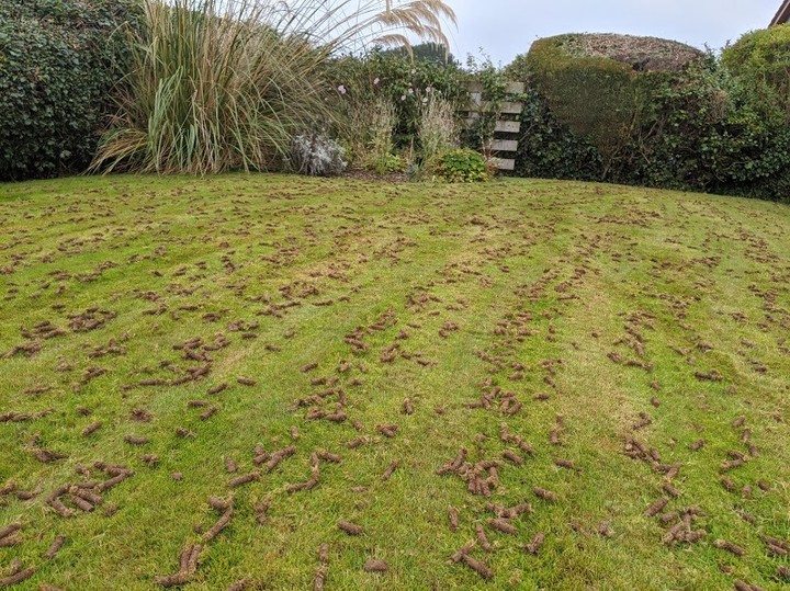 6 Ways to Improve Lawn Drainage and Fix Waterlogged Soil 3 well aerated lawn
