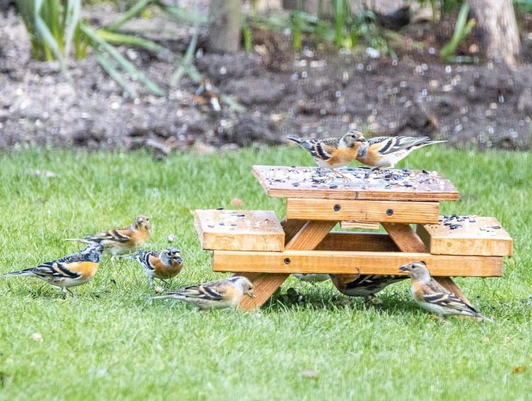 7 Ways to Stop Birds Eating Grass Seed & Protect Your Lawn 4 bird food source