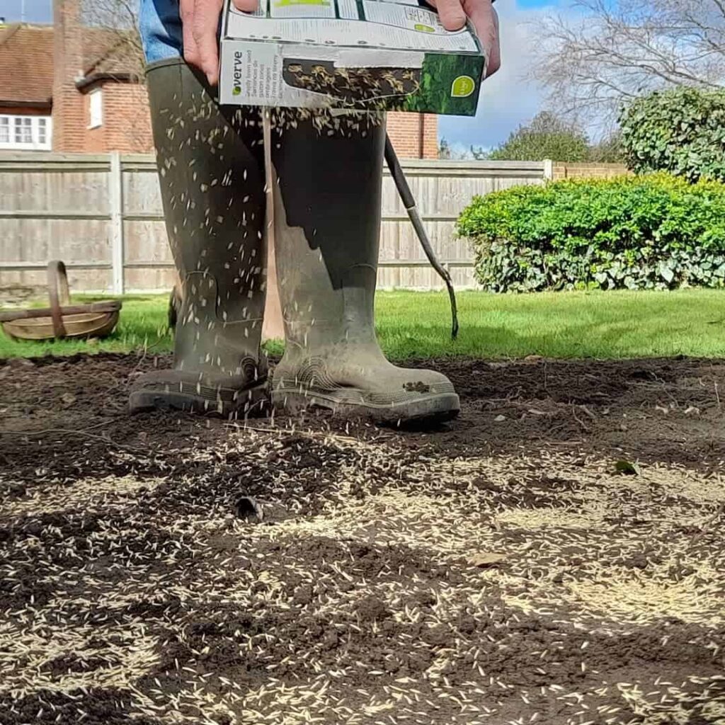 7 Ways to Stop Birds Eating Grass Seed & Protect Your Lawn 6 oveerseeding grass seeds