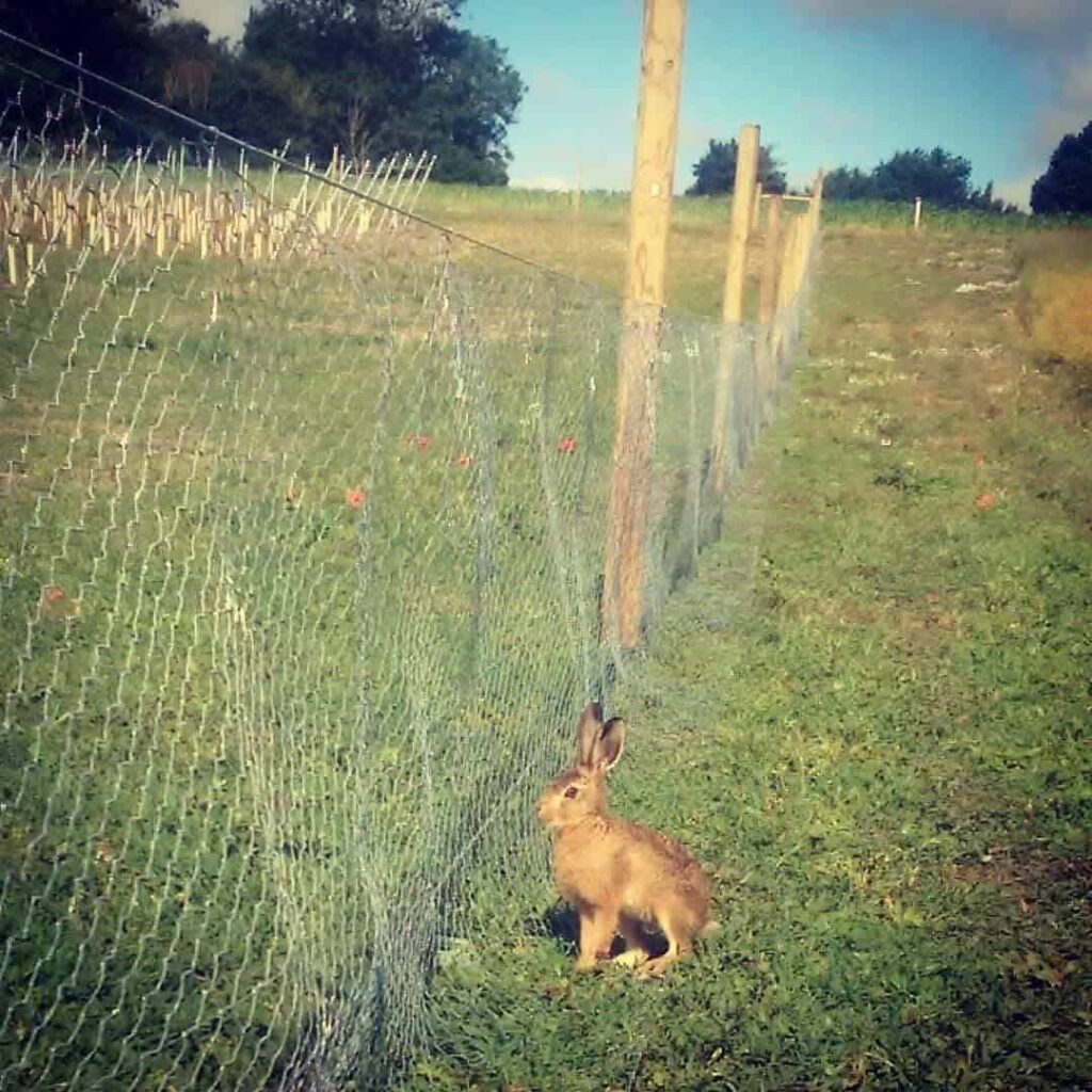 rabbit barrier