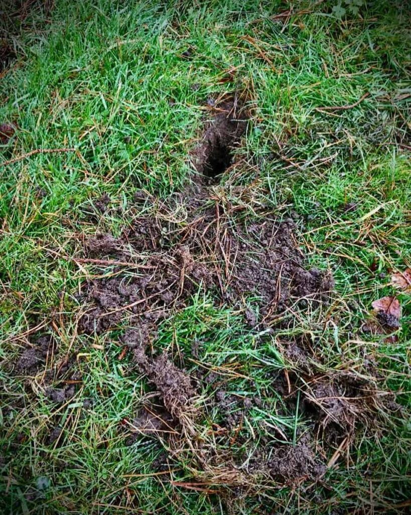 rabbit lawn damage