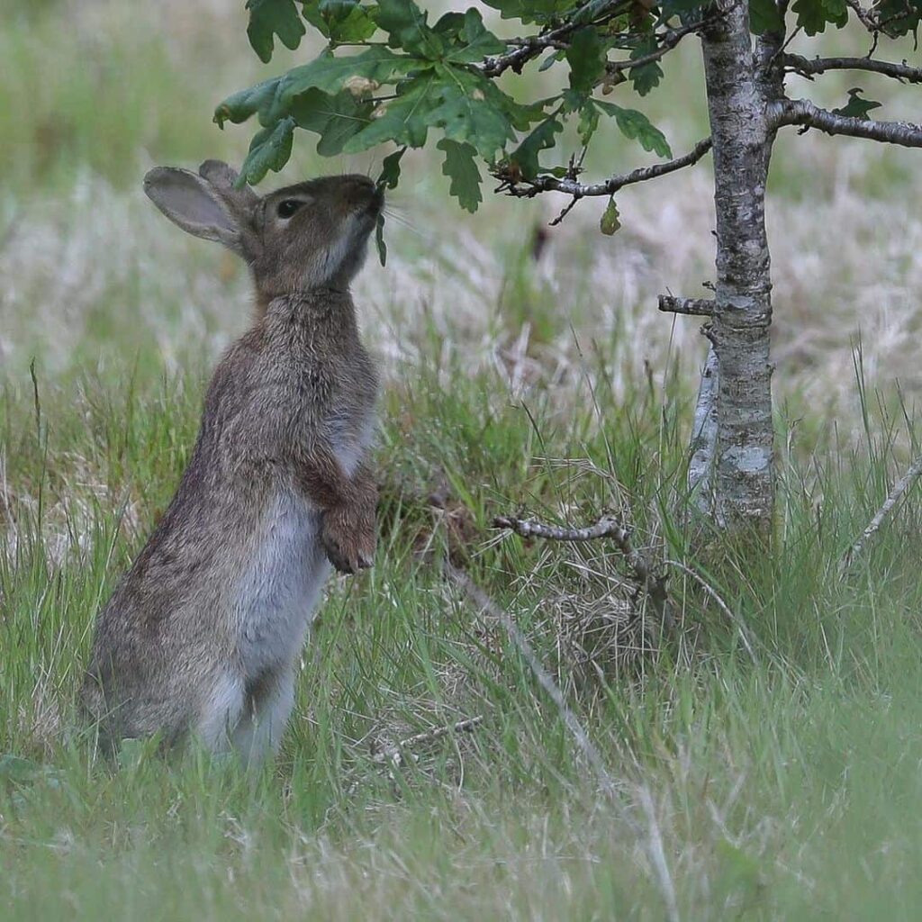 rabbit on grass
