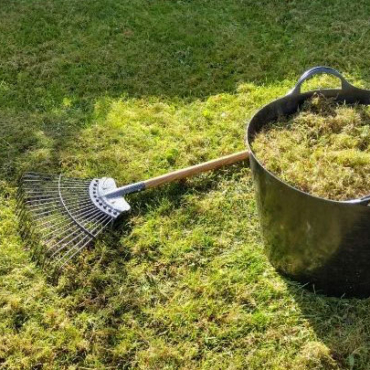 scarify lawn with rake