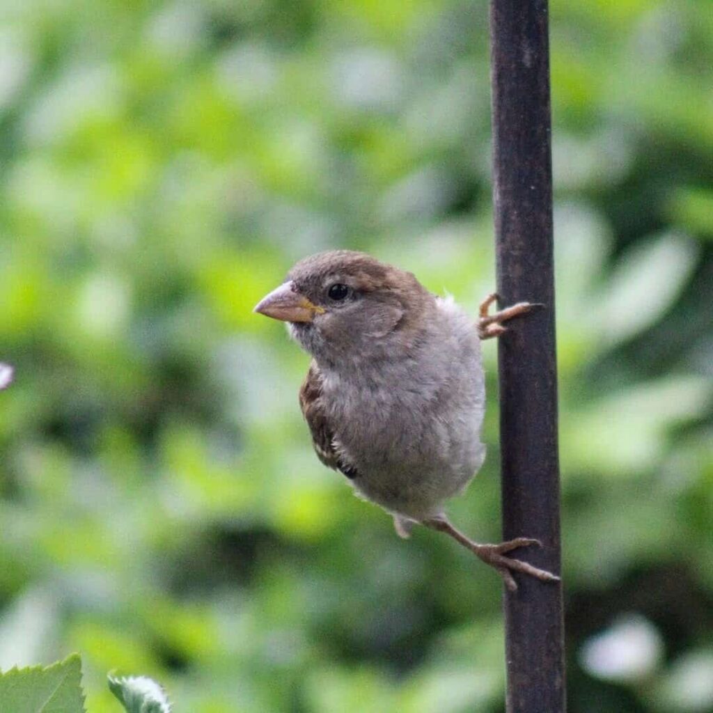 7 Ways to Stop Birds Eating Grass Seed & Protect Your Lawn 2 sparrow grass seed