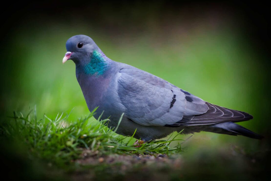 7 Ways to Stop Birds Eating Grass Seed & Protect Your Lawn 1 stop-birds-eating-grass-seed