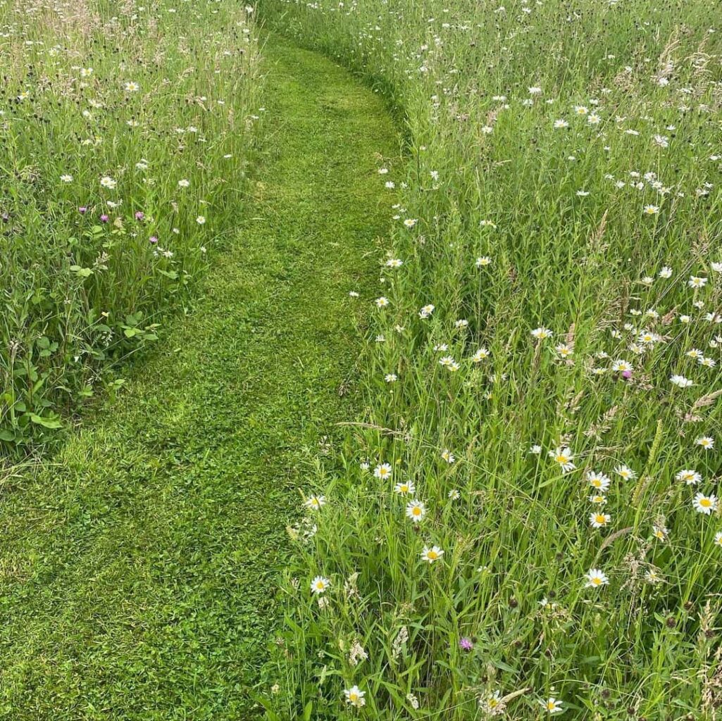 when to cut a wildflower meadow