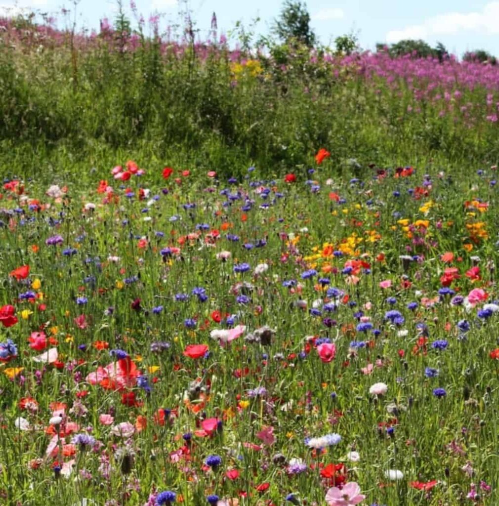wildflower meadow