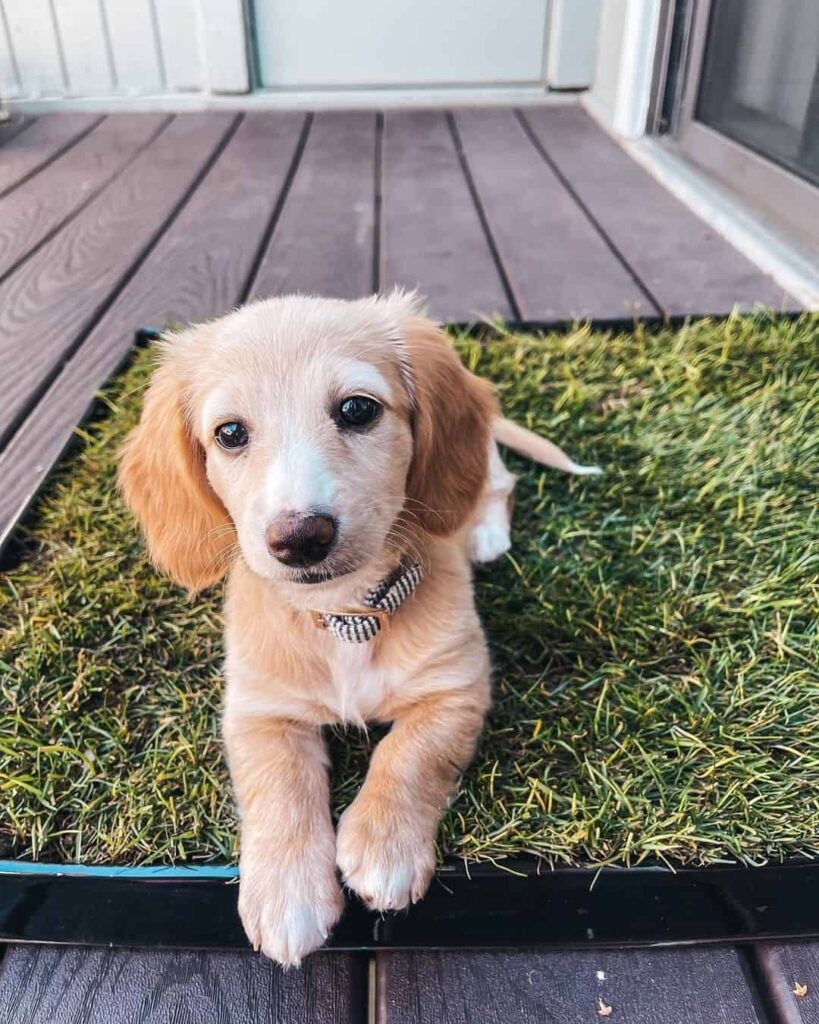 alternative doggy toilet