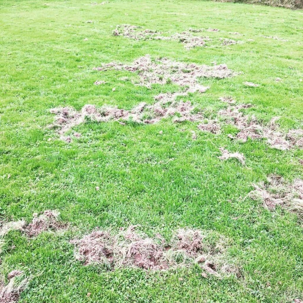 badger lawn damage signs