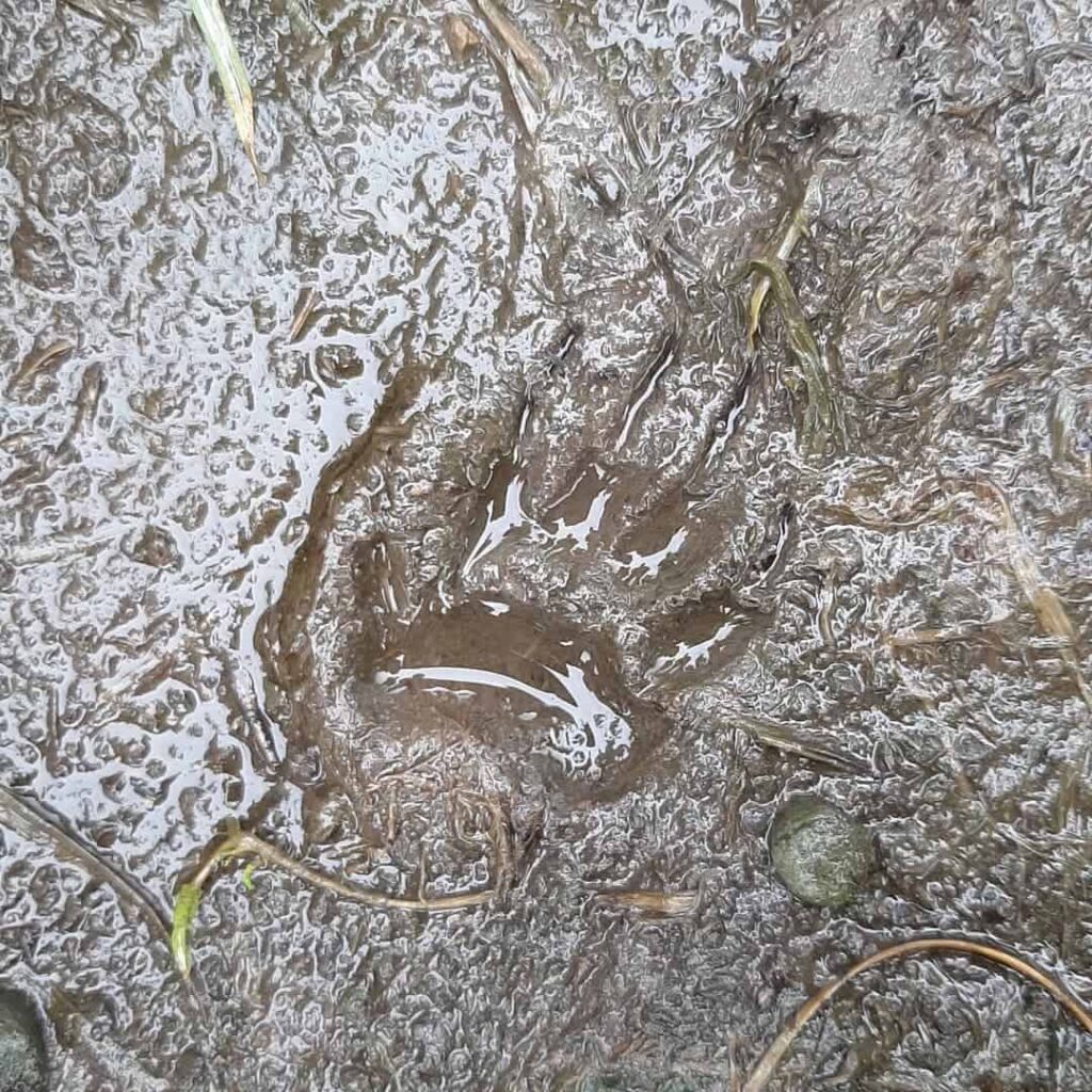 badger paw print on the lawn