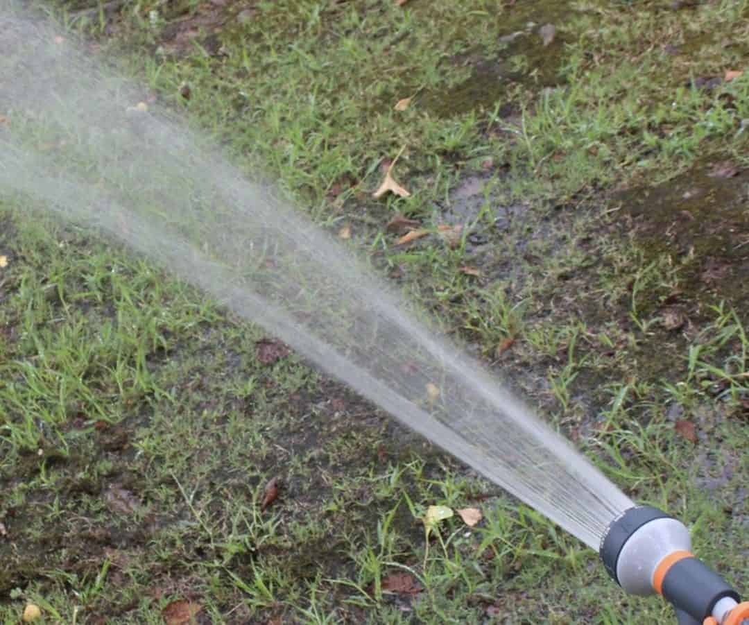 dilute dog urine on lawn