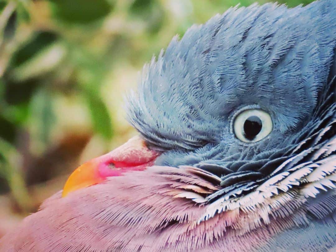 do wood pigeons eat grass