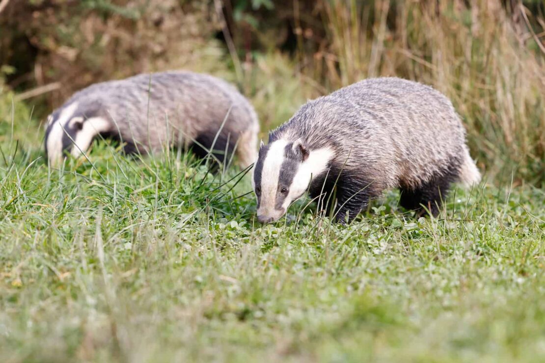 how to stop badgers digging up lawn