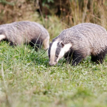 how to stop badgers digging up lawn