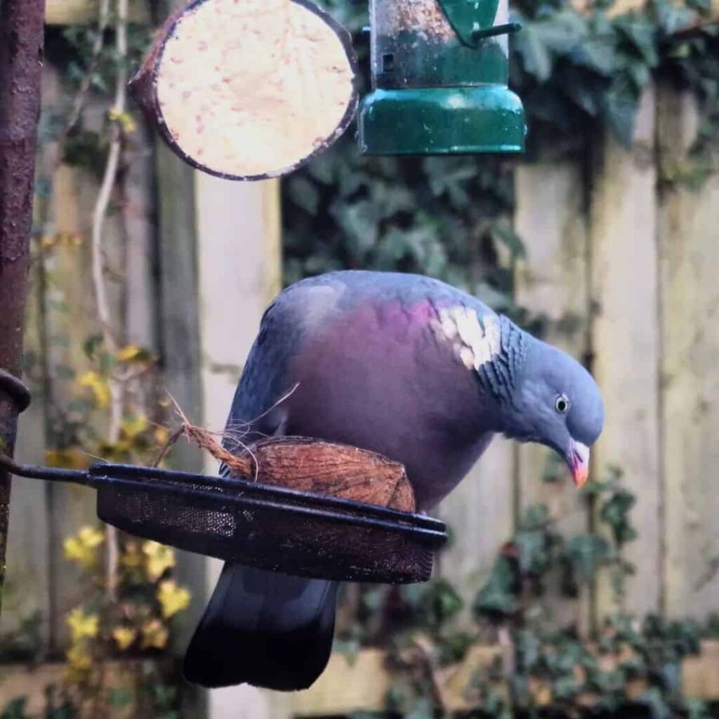 pigeon feeding station