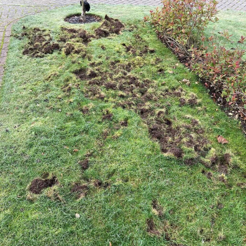 repairing badger lawn damage
