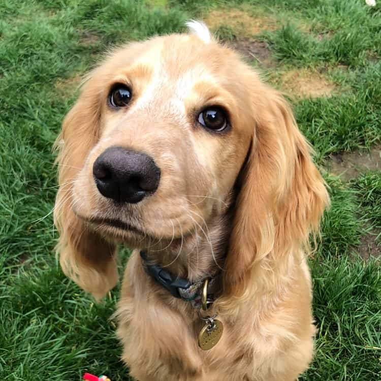 repairing dog damaged lawn