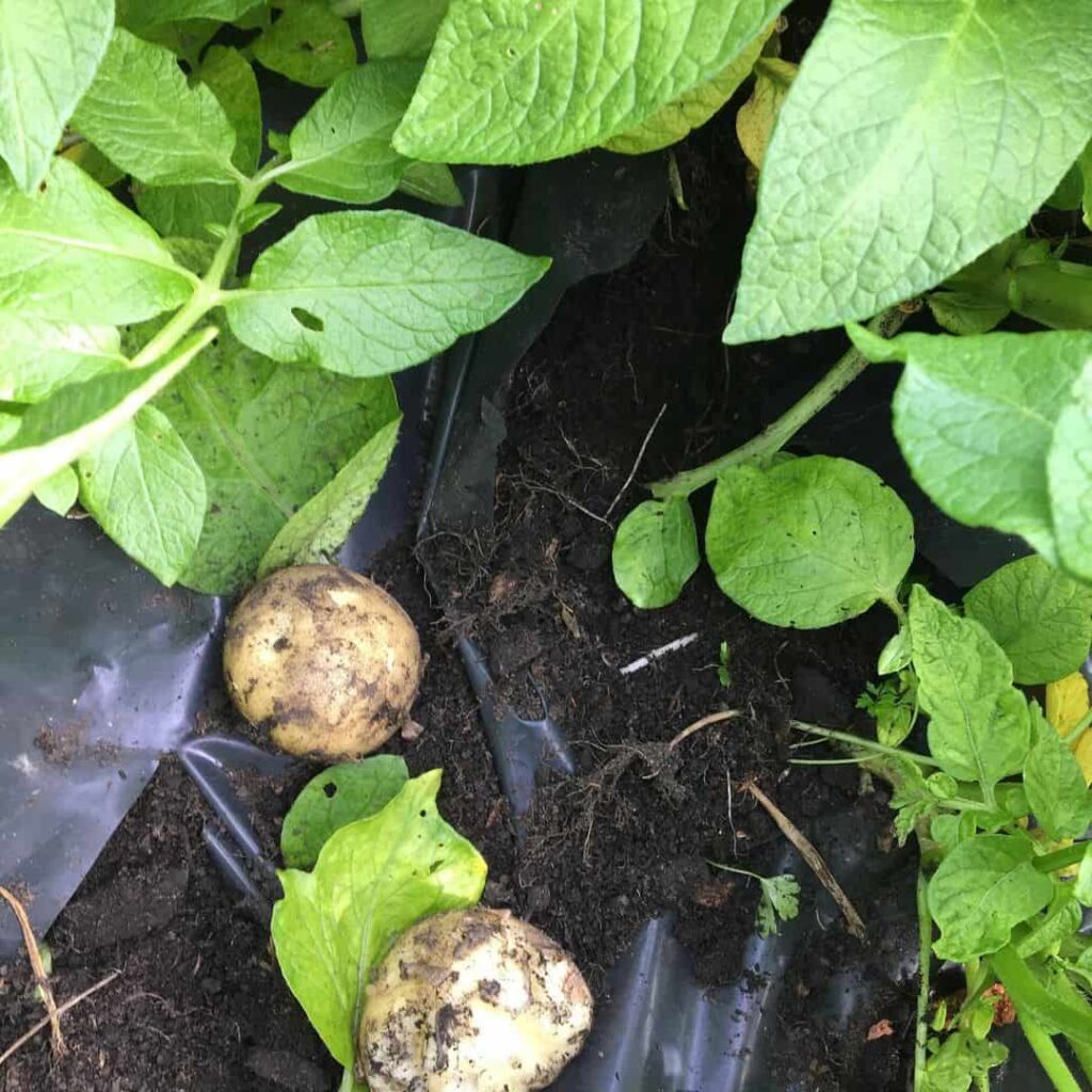 signs of badgers on the lawn