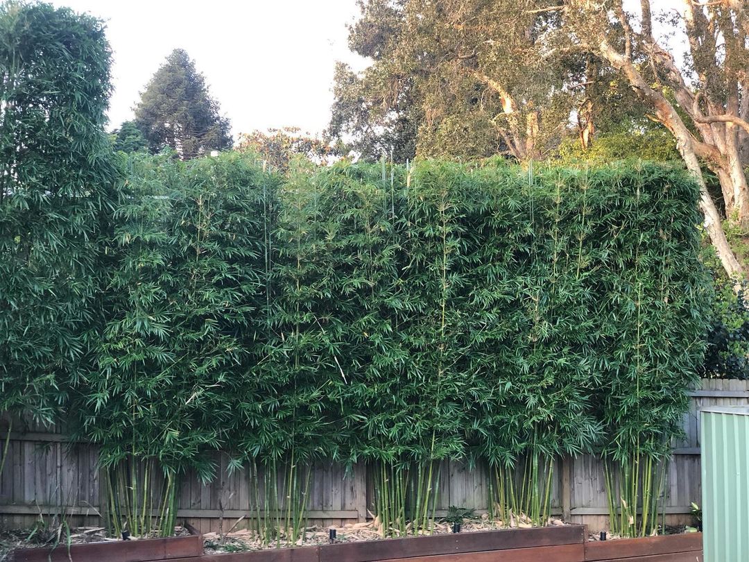 26 Privacy Fence Ideas to Keep Unwanted Eyes Away From Your Space 13 bamboo plants privacy screen