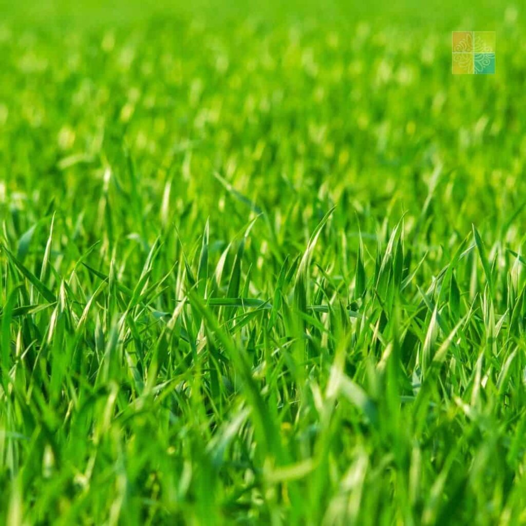 how low should you mow
