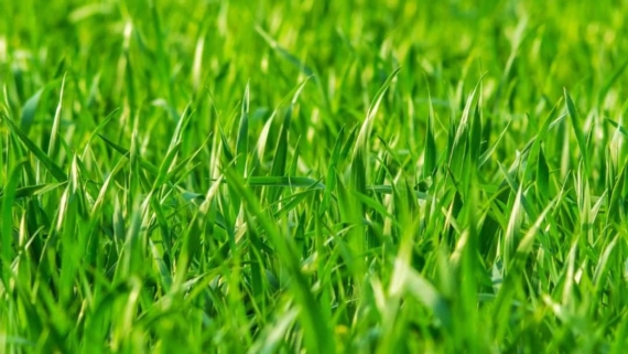 how-low-should-you-mow-a-lawn