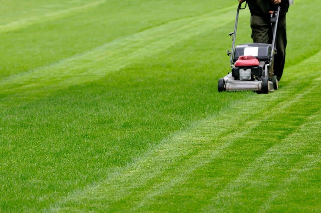 how short to cut grass in autumn